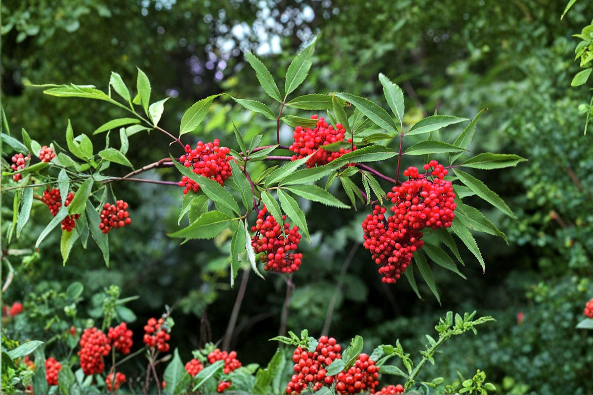 Red Elderberry Seeds – Hardy Shrub for Wildlife Gardens, Bright Red Berries, Sambucus racemosa, Natural Hedge, Woodland Landscape