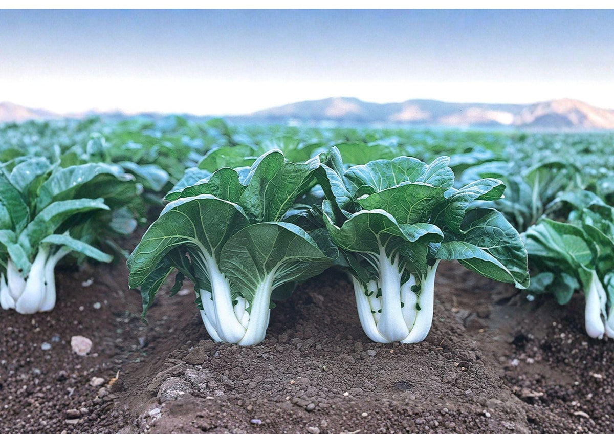 Dwarf Pak Choi Seeds – Heirloom Baby Bok Choy, Compact Asian Greens, Fast Growing Crop, Brassica rapa