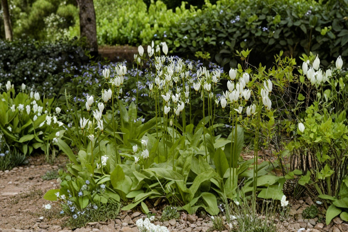 Midland Shooting Star Seeds – Native Wildflower for Shade Pollinator Gardens – Dodecatheon meadia, Perennial, Star-Shaped Blooms