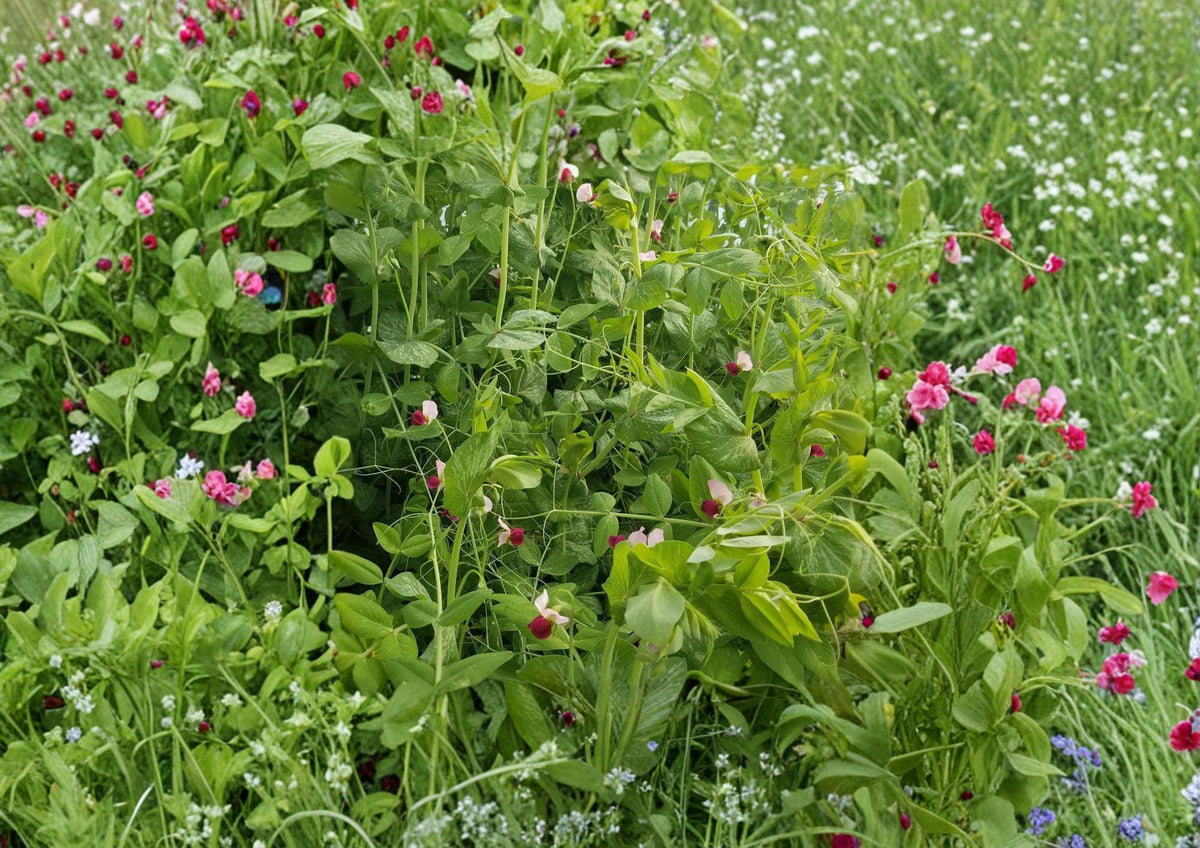 Dwarf Sugar Grey Snow Pea Seeds – Heirloom Compact Vegetable for Small Gardens, Cool Season Edible Pods, Easy to Grow