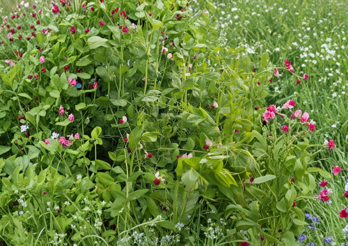 Dwarf Sugar Grey Snow Pea Seeds – Heirloom Compact Garden Plant for Small Spaces, Cool Season Edible Pods, Vegetable Seedling
