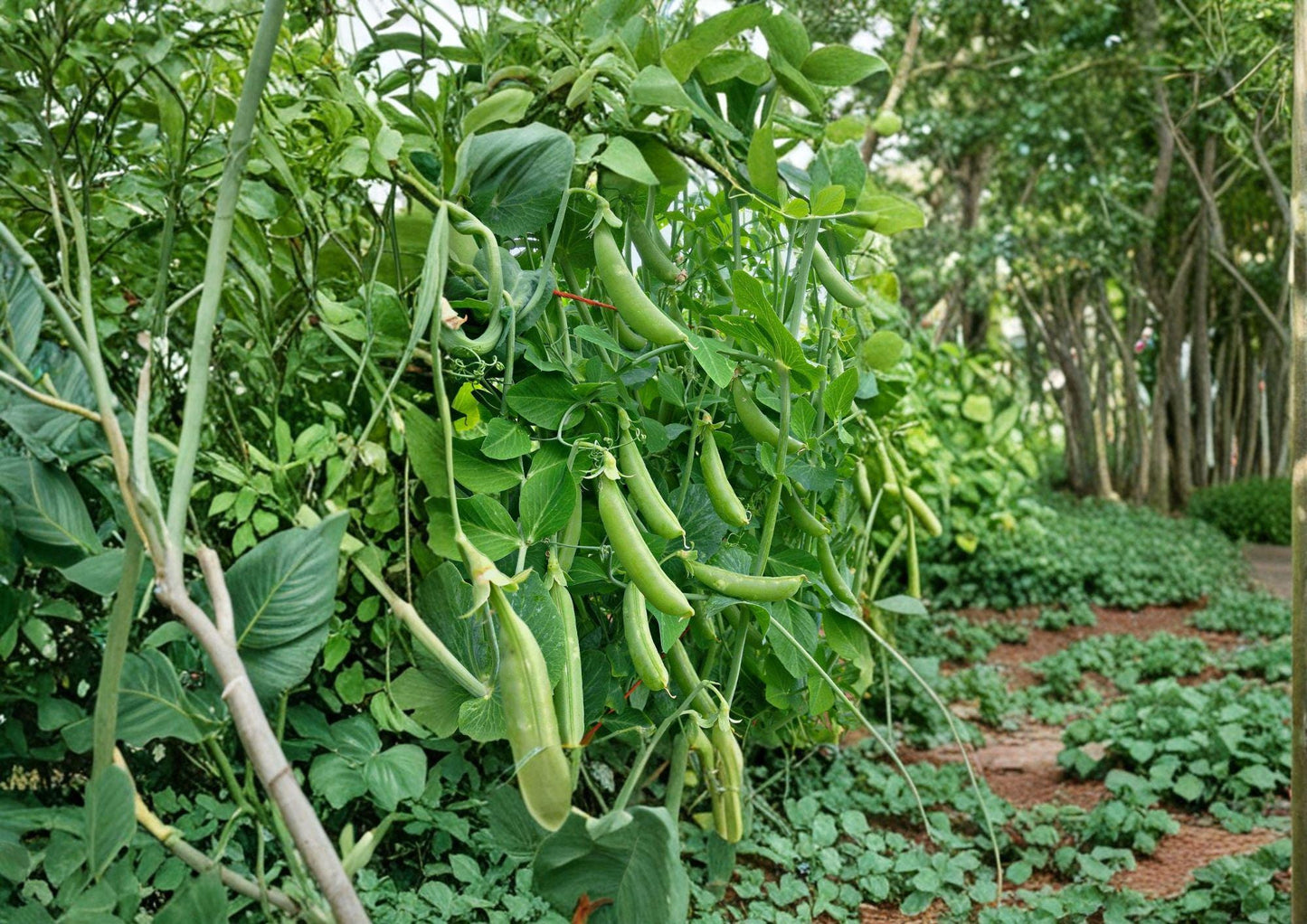 Heirloom Sugar Snap Pea Seeds – 50 Edible Pod Vegetable Seeds for Cool Season Gardens, Climbing Vine, Sweet and Crunchy Pods
