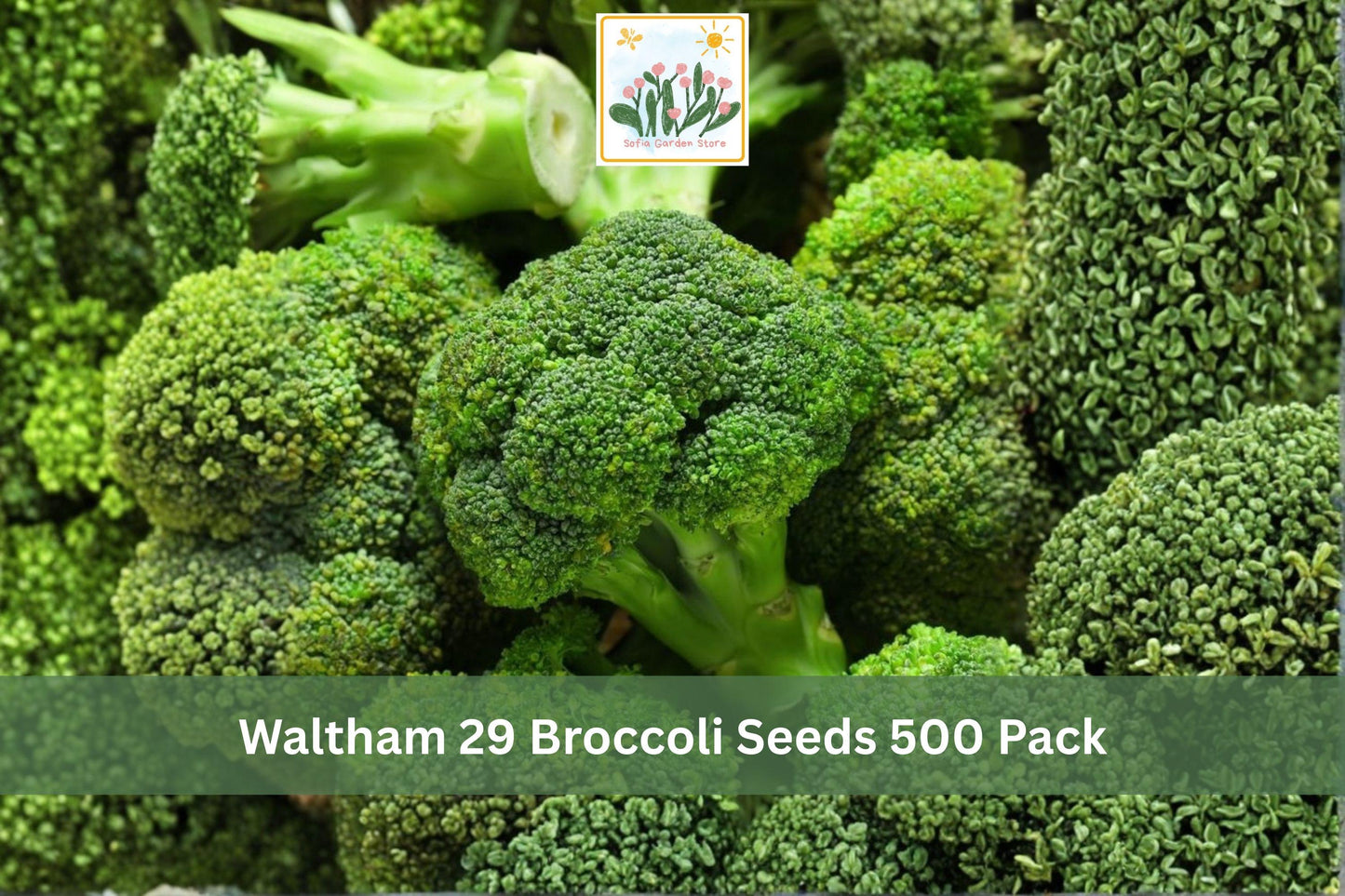 Waltham 29 Broccoli Seeds – Heirloom Brassica oleracea var. italica for Vegetable Gardens & Raised Beds, 500 Pack