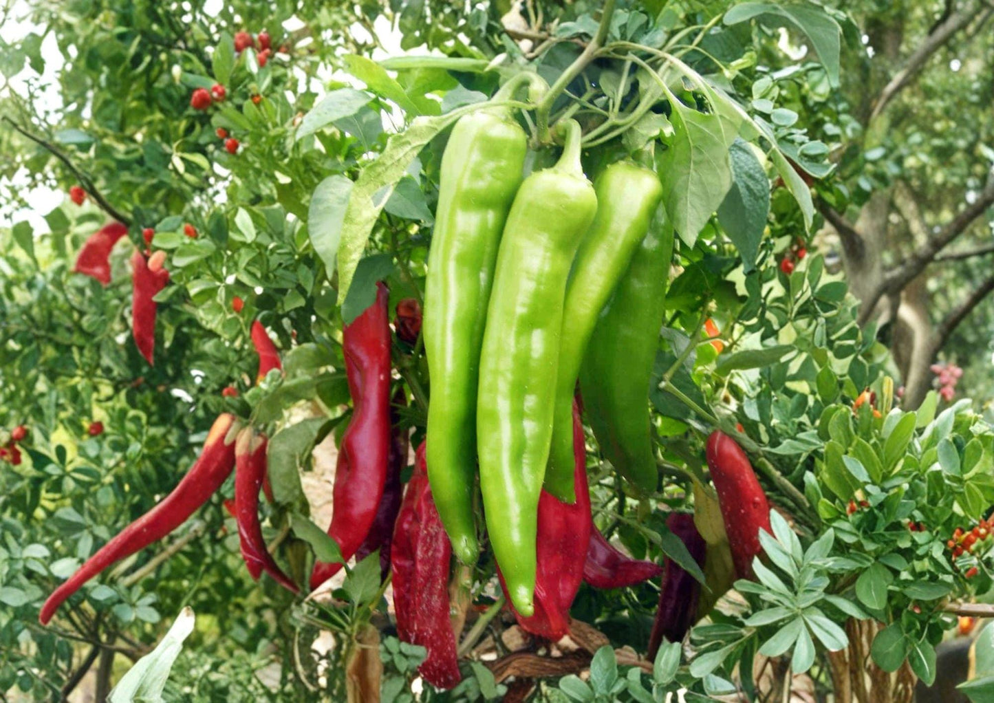 Hatch Big Jim Chili Pepper Seeds – Heirloom, Large Green Mild to Medium Heat, 25 Seeds for Garden, Roasting, Stuffing, Southwestern Cooking