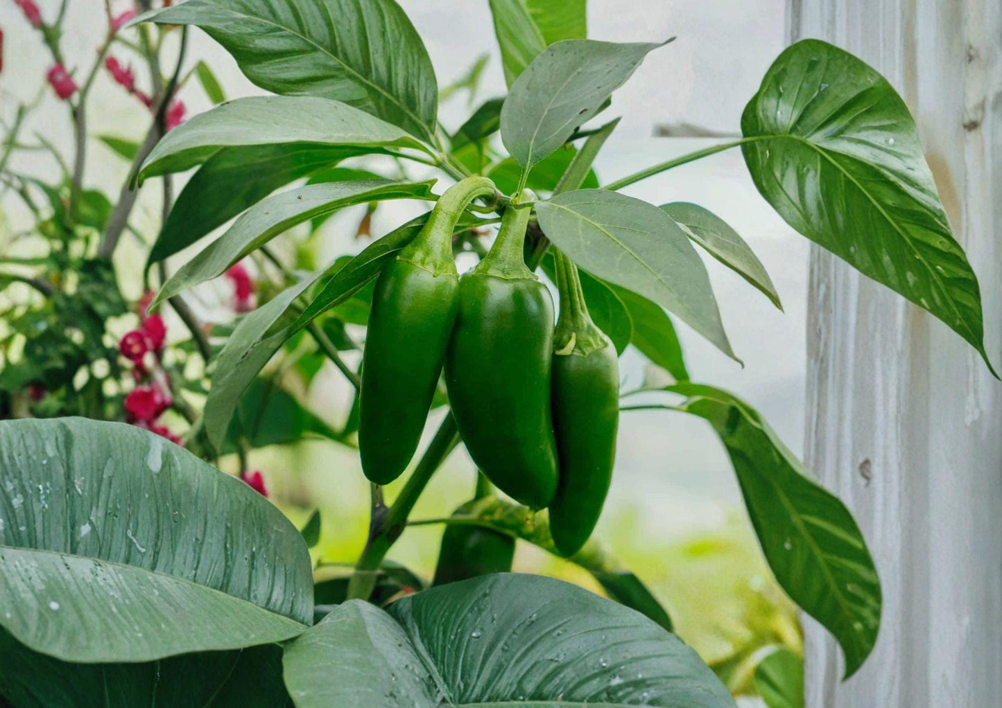 Early Jalapeno Seeds – Heirloom Chili Vegetable Seeds for Fast Growing, Thick-Walled Hot Peppers, 25 Premium Seeds