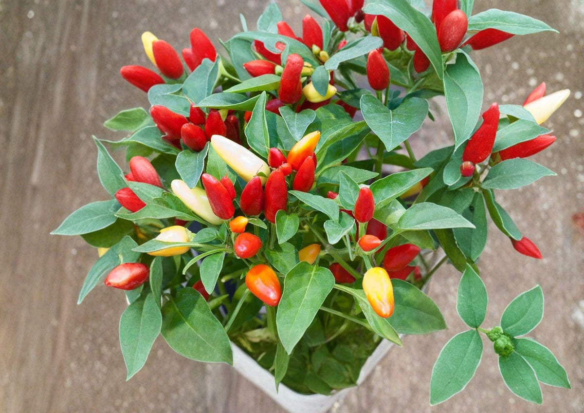 Chile Piquin Hot Pepper Seeds – 25 Heirloom Small Fiery Chili Seeds for Sauces, Dried Peppers, Mexican Cuisine