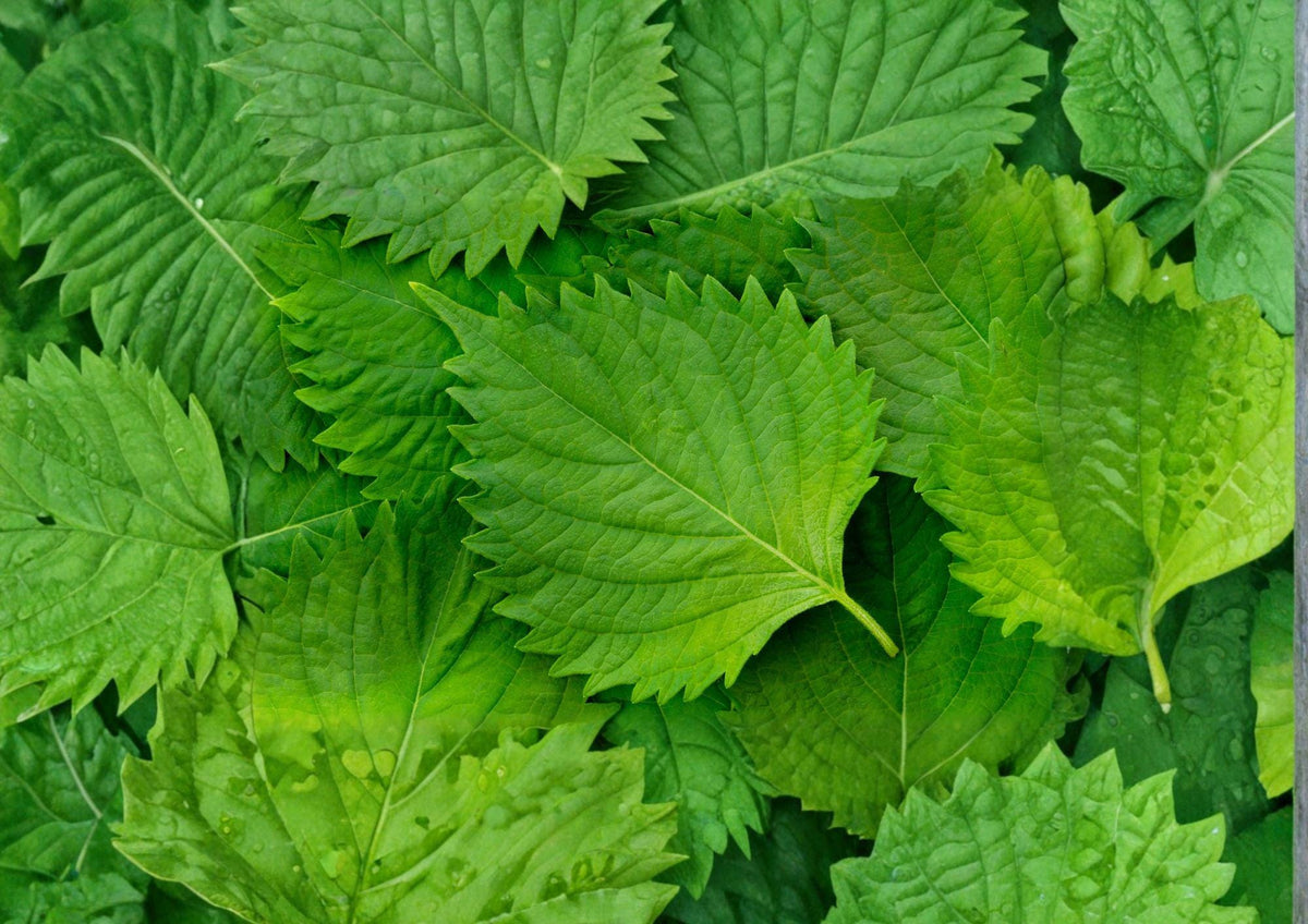 Korean Perilla Shiso Seeds – 500 Heirloom Herb Seeds for Asian Cuisine, Aromatic Green Perilla, Culinary Garden Plant