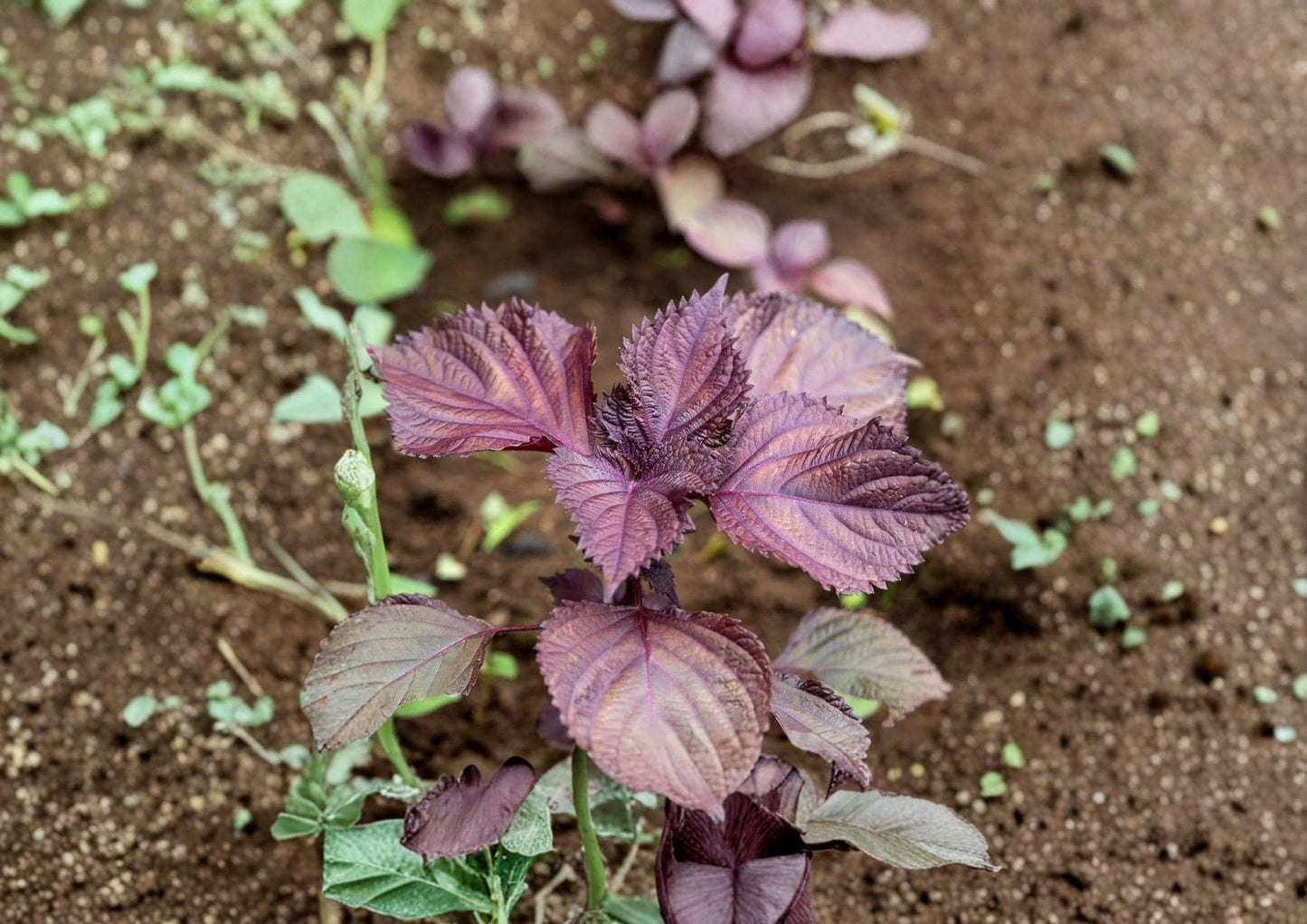 Red Aka Shiso Perilla Seeds – Heirloom Asian Culinary Herb for Sushi, Salads & Pickling, Vibrant Purple-Red Foliage, 100 Seeds