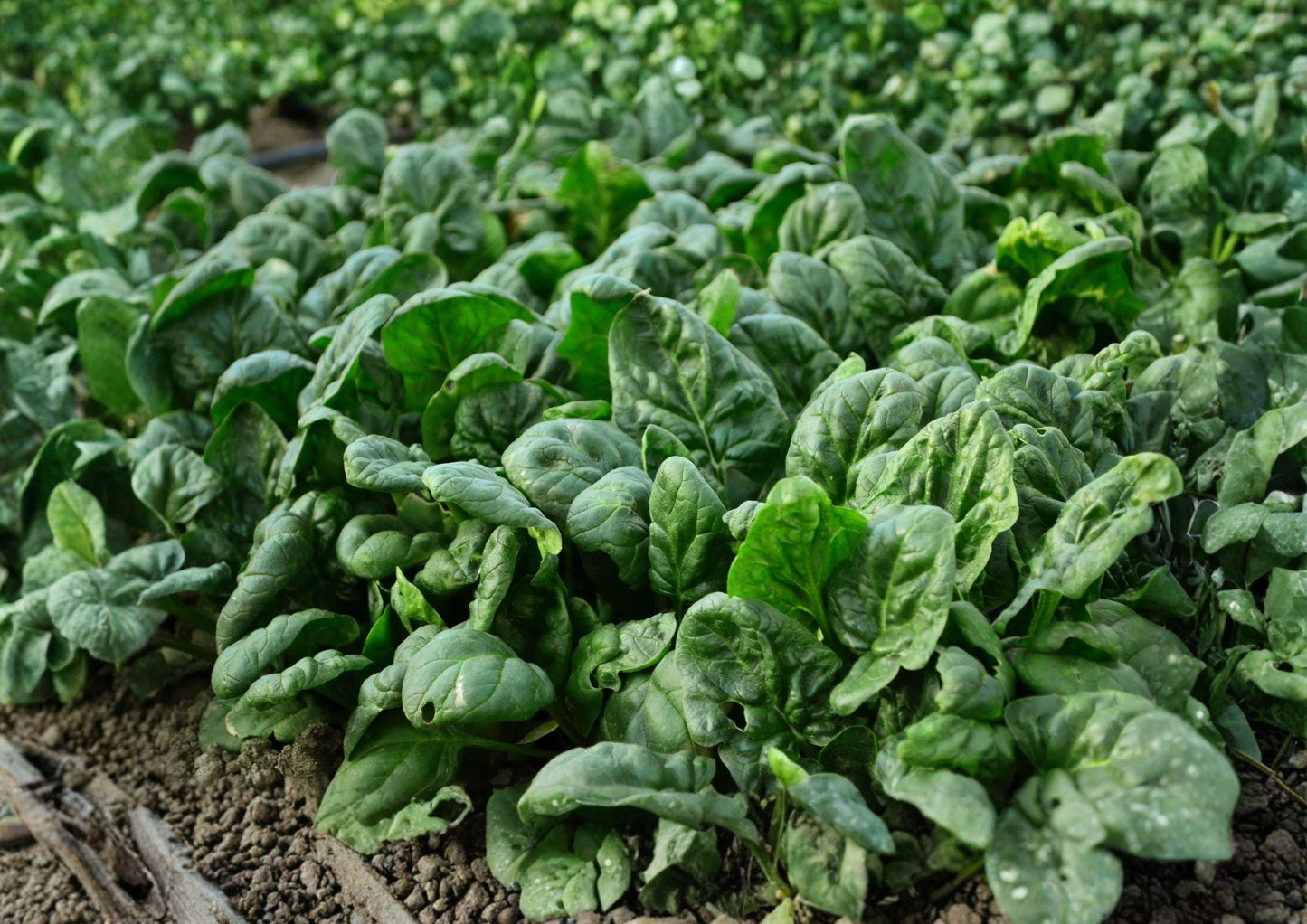Bloomsdale Spinach Seeds – Heirloom Leafy Greens for Cool Season Gardens, 100 Seeds, Long Standing Variety, Nutritious, Organic