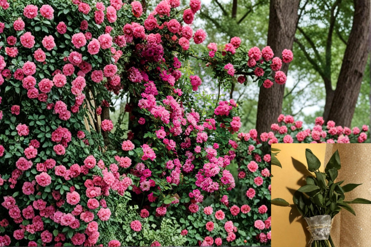 Peggy Martin Rose Climbing Cuttings – 10 Inch Pink Heirloom Rose, Rosa spp. for Fences, Trellises, Arbors