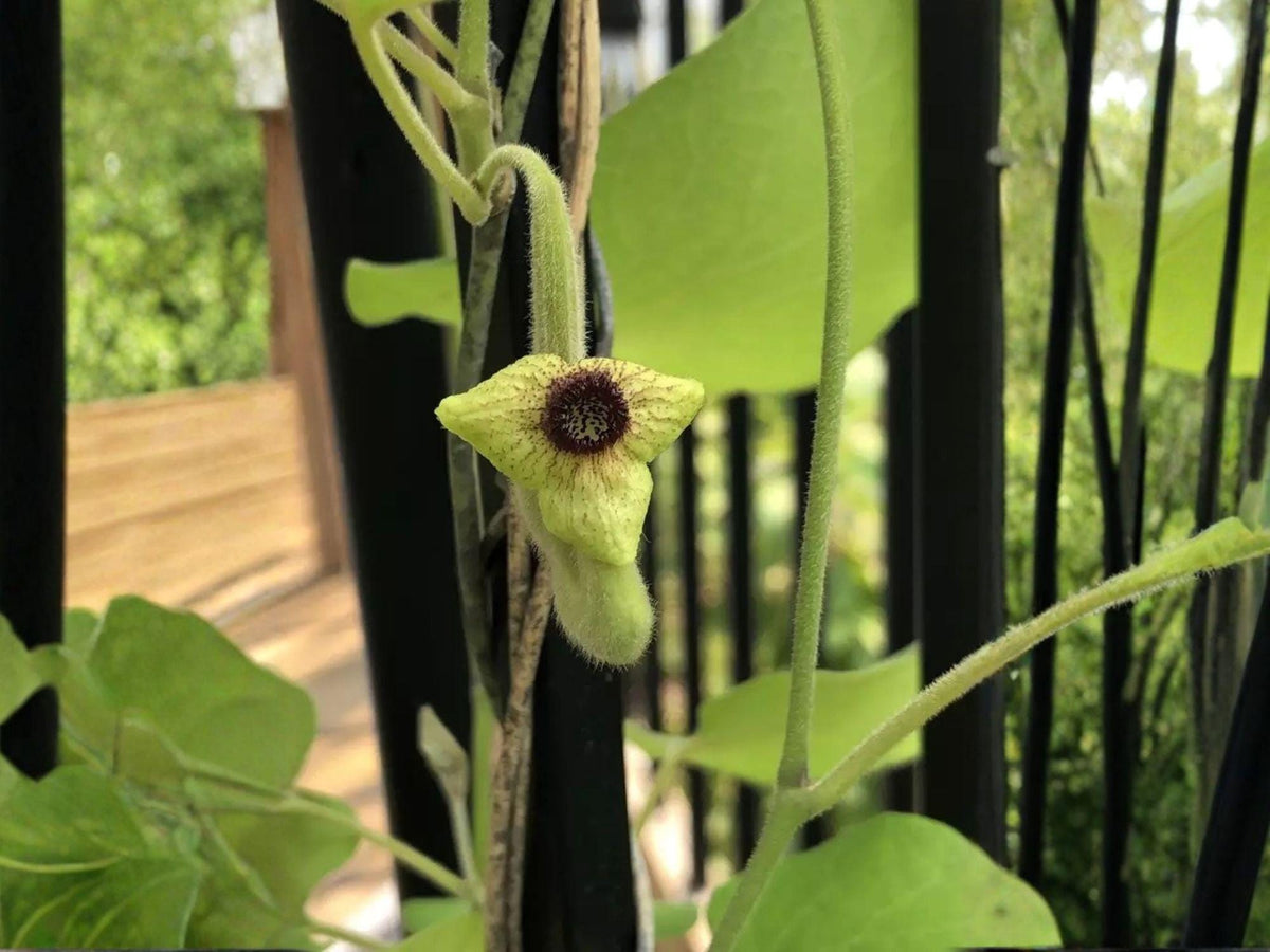 Aristolochia tomentosa Seeds – Native Wooly Dutchman’s Pipevine Perennial Climber for Butterfly Gardens