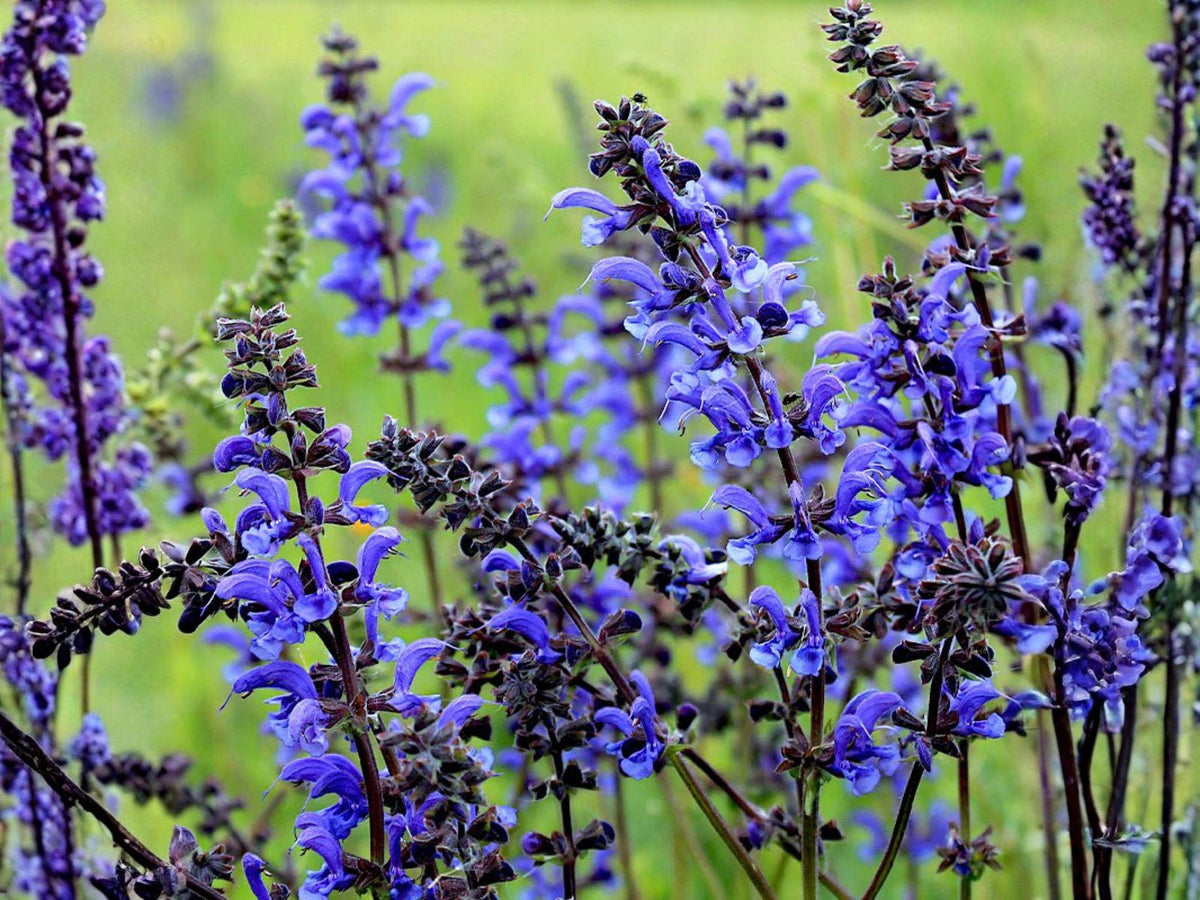 Salvia farinacea Seeds – Blue Sage, Mealycup Sage, Pollinator Flower, Long Blooming, Drought Tolerant, Full Sun, 100 Seeds