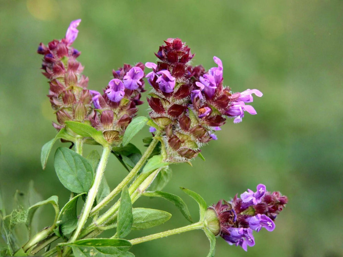 Prunella Vulgaris Seeds – Heal All Self-Heal Native Perennial Herb with Purple Flowers for Pollinator Gardens and Groundcover