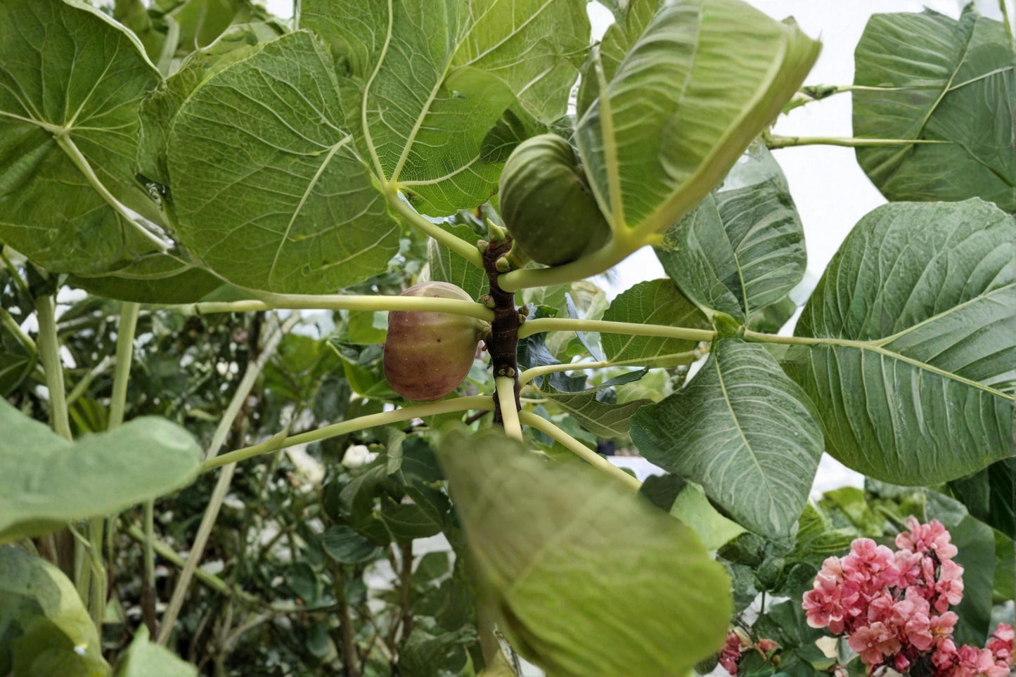 Pastiliere Fig Cuttings 6-8 Inch Dormant Ficus carica Fruit Tree for Grafting & Propagation