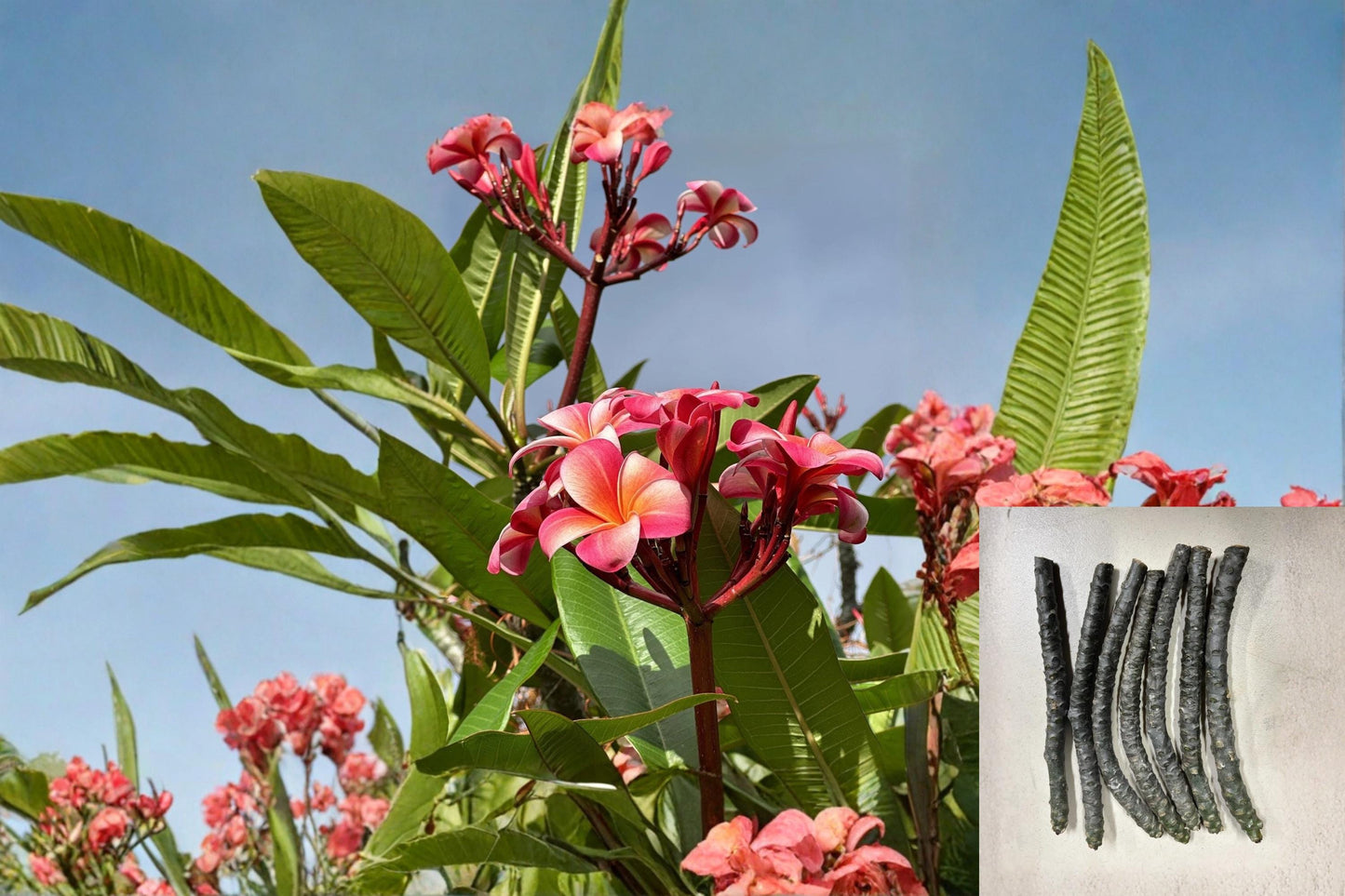 Pink Plumeria Cuttings – 10 Inch Unrooted Starter, Fragrant Pink Flowers, Tropical Ornamental Tree, Plumeria rubra