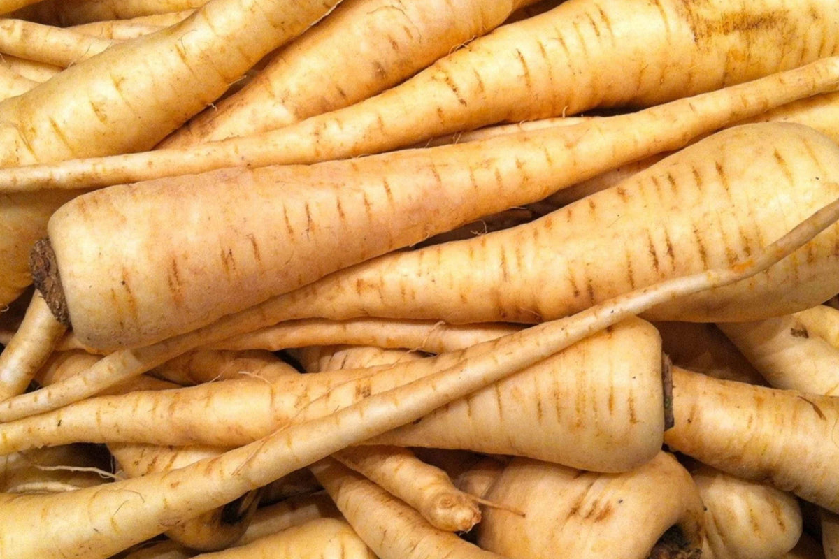 All American Parsnip Seeds – Heirloom Sweet Flavor, Organic Root Crop for Fall Harvest, 100 Seeds
