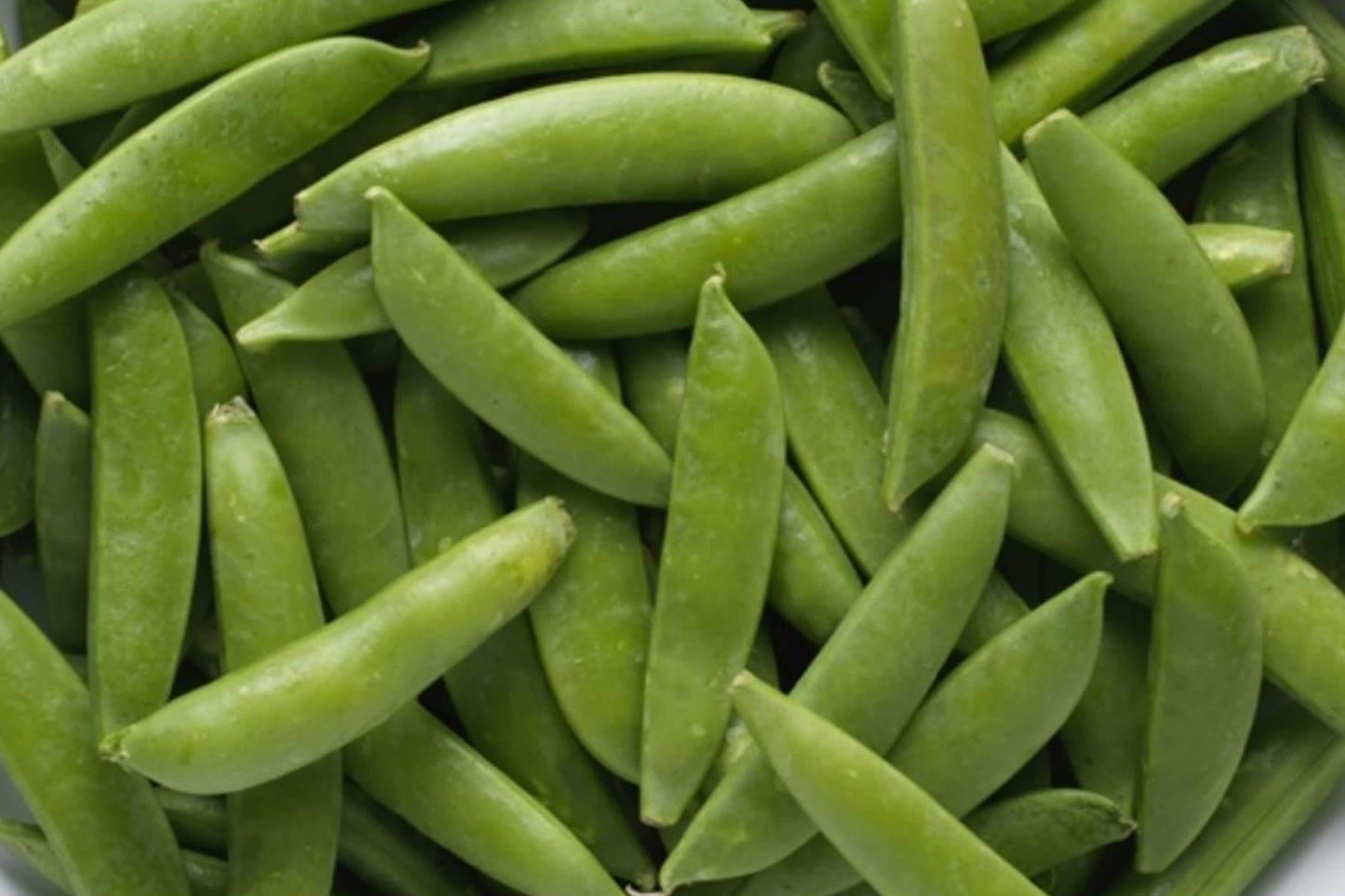Sugar Snap Pea Seeds – 50 Edible Pod Garden Seeds for Cool Season Growing, Organic, Sweet & Crunchy Pods, Climbing Vegetable Seeds