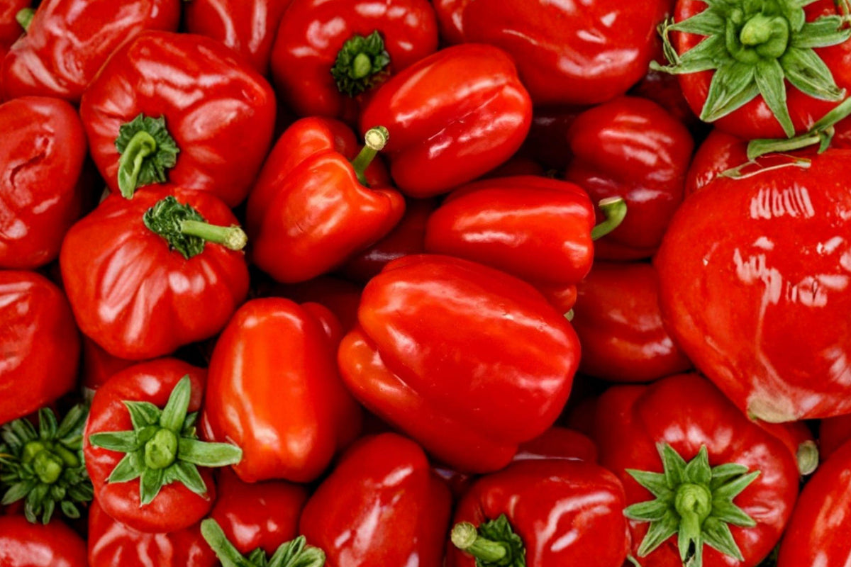 California Wonder 300 Pepper Seeds – Heirloom Sweet Bell Peppers for Fresh Eating, Stuffing, Cooking, 25 Seeds