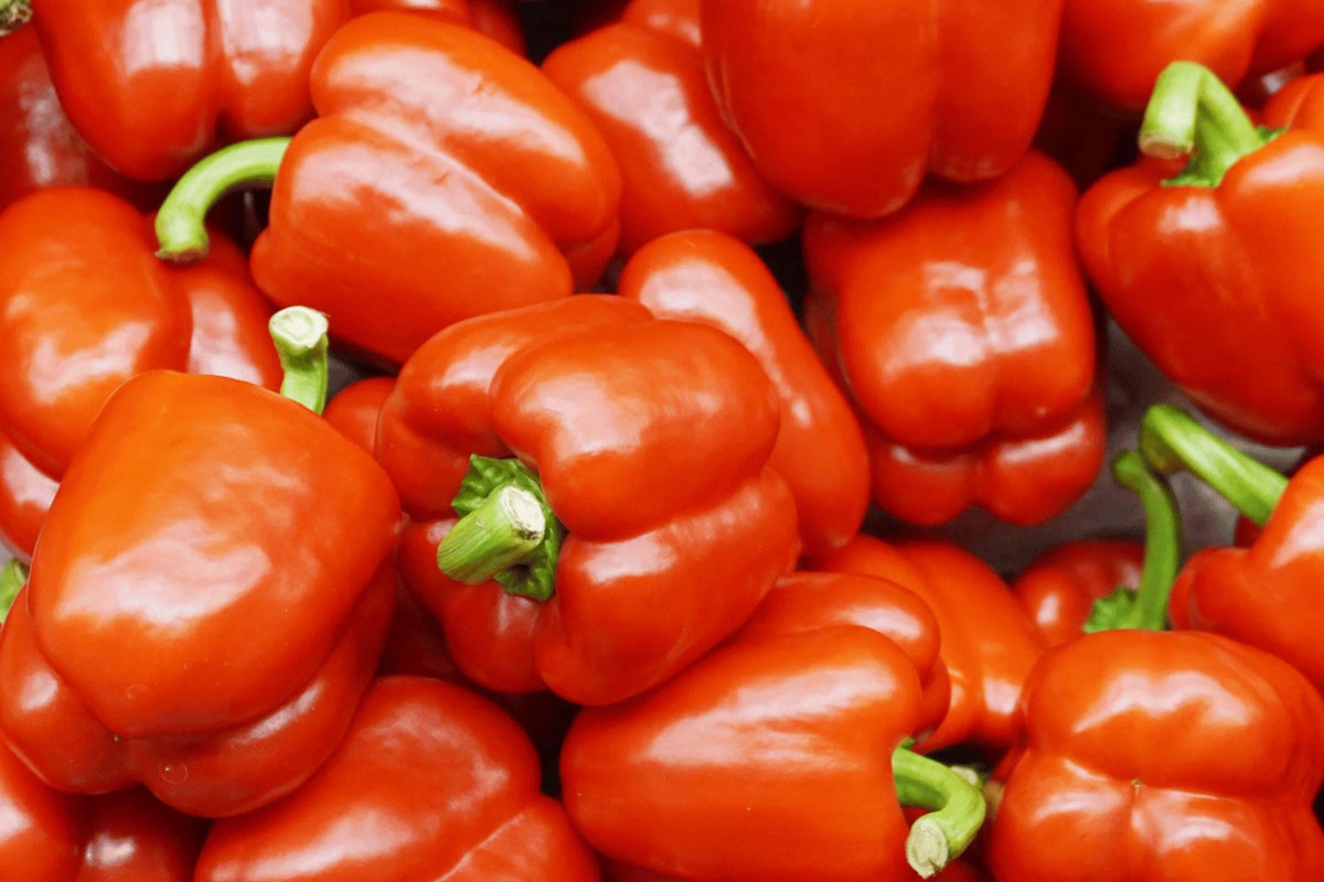 Yolo Wonder Bell Pepper Seeds – Heirloom, Large Thick-Walled, Sweet, Summer Harvest, Organic, Vegetable Seeds