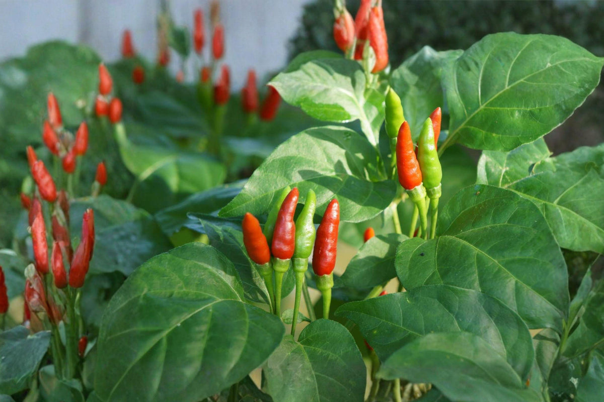 Thai Garden Bird Hot Pepper Seeds – 25 Heirloom Chili Seeds for Spicy Thai Cuisine, Bird’s Eye Chili, Compact, Red, Heirloom, Organic