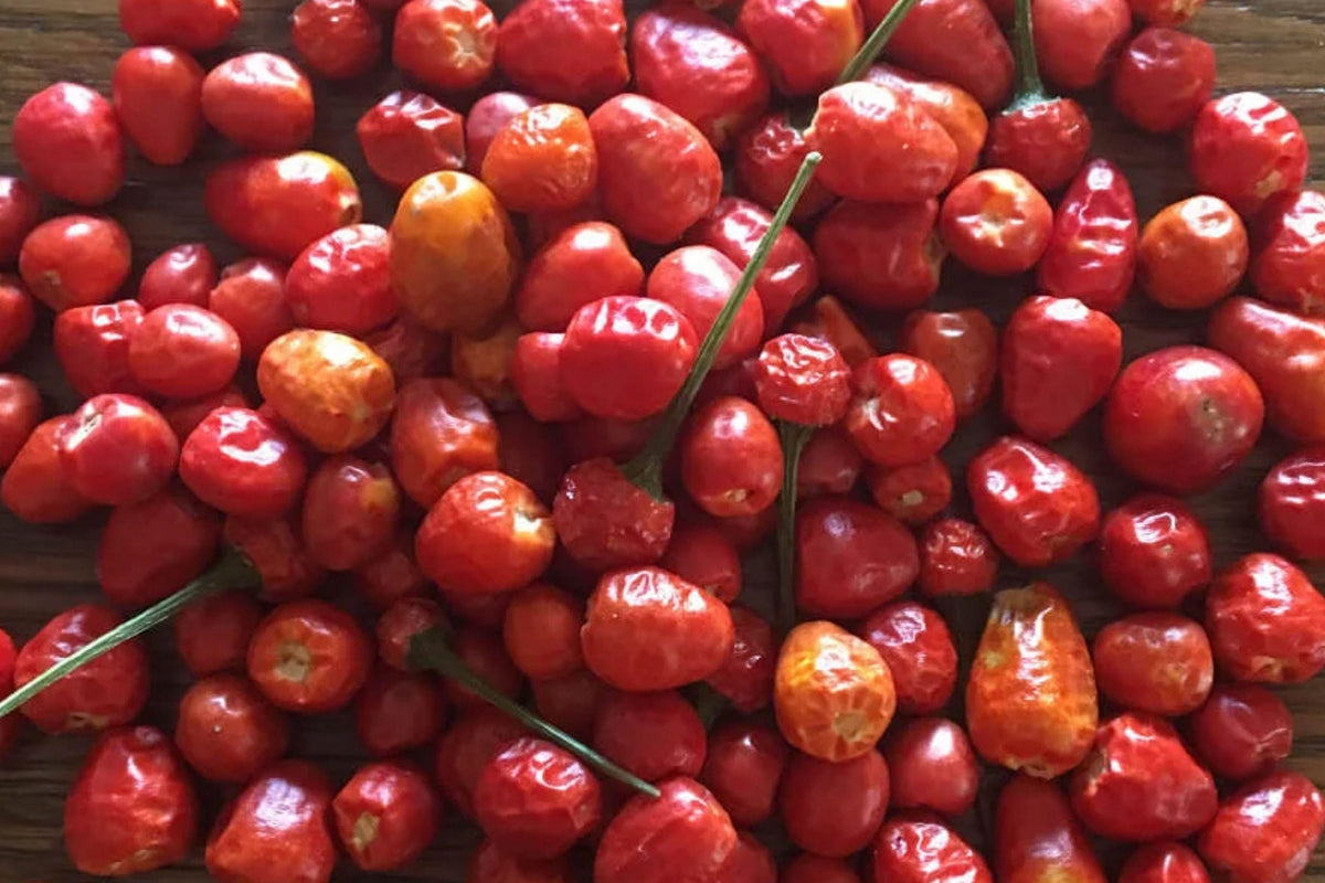 Chiltepin Hot Pepper Seeds – 25 Heirloom Wild Chili Seeds for Fiery Red Peppers, Organic, Compact, Open Pollinated