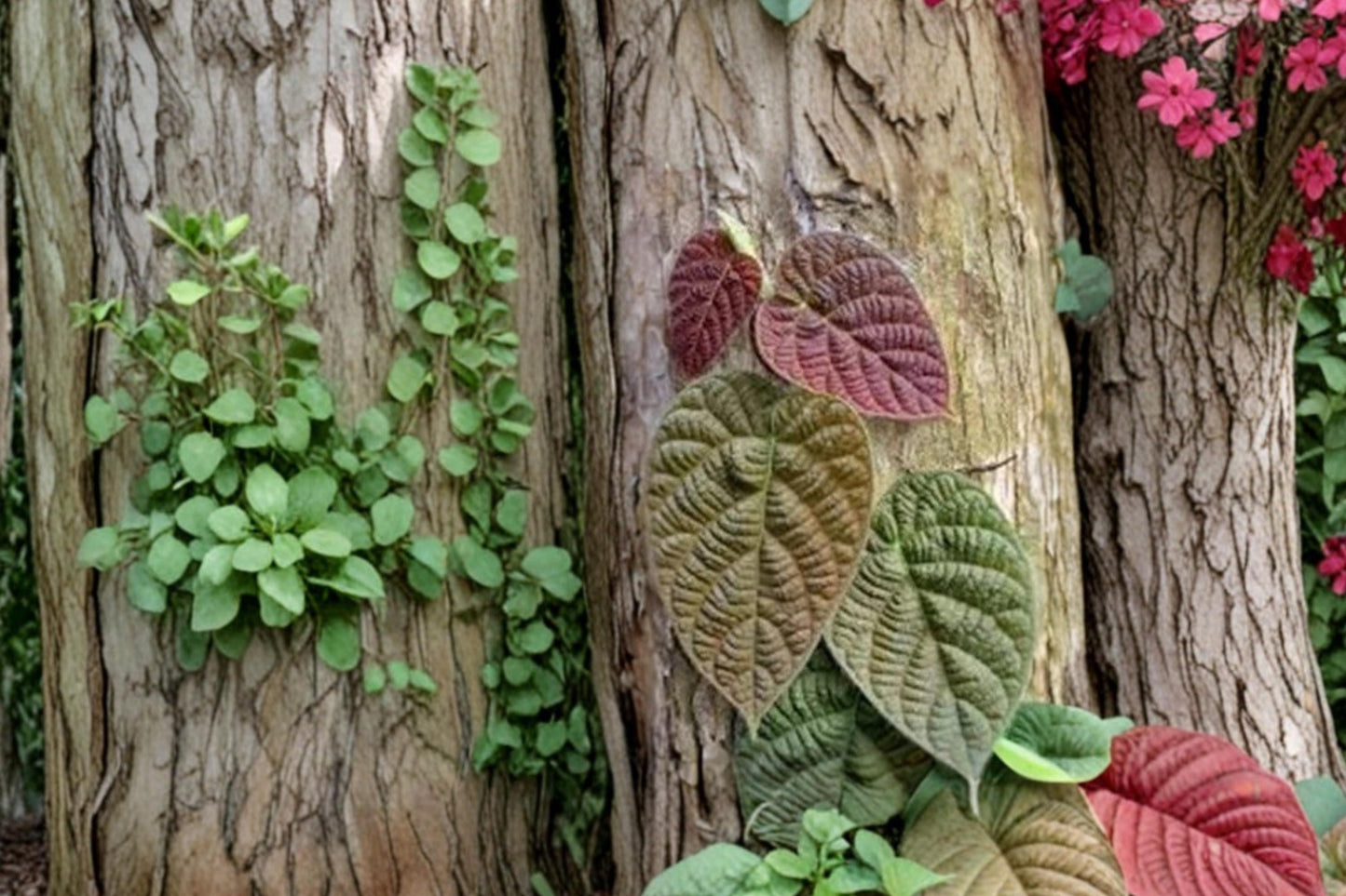 Ficus villosa Cuttings – 3 Unrooted Tropical Foliage Plant for Propagation, Indoor or Warm Climates