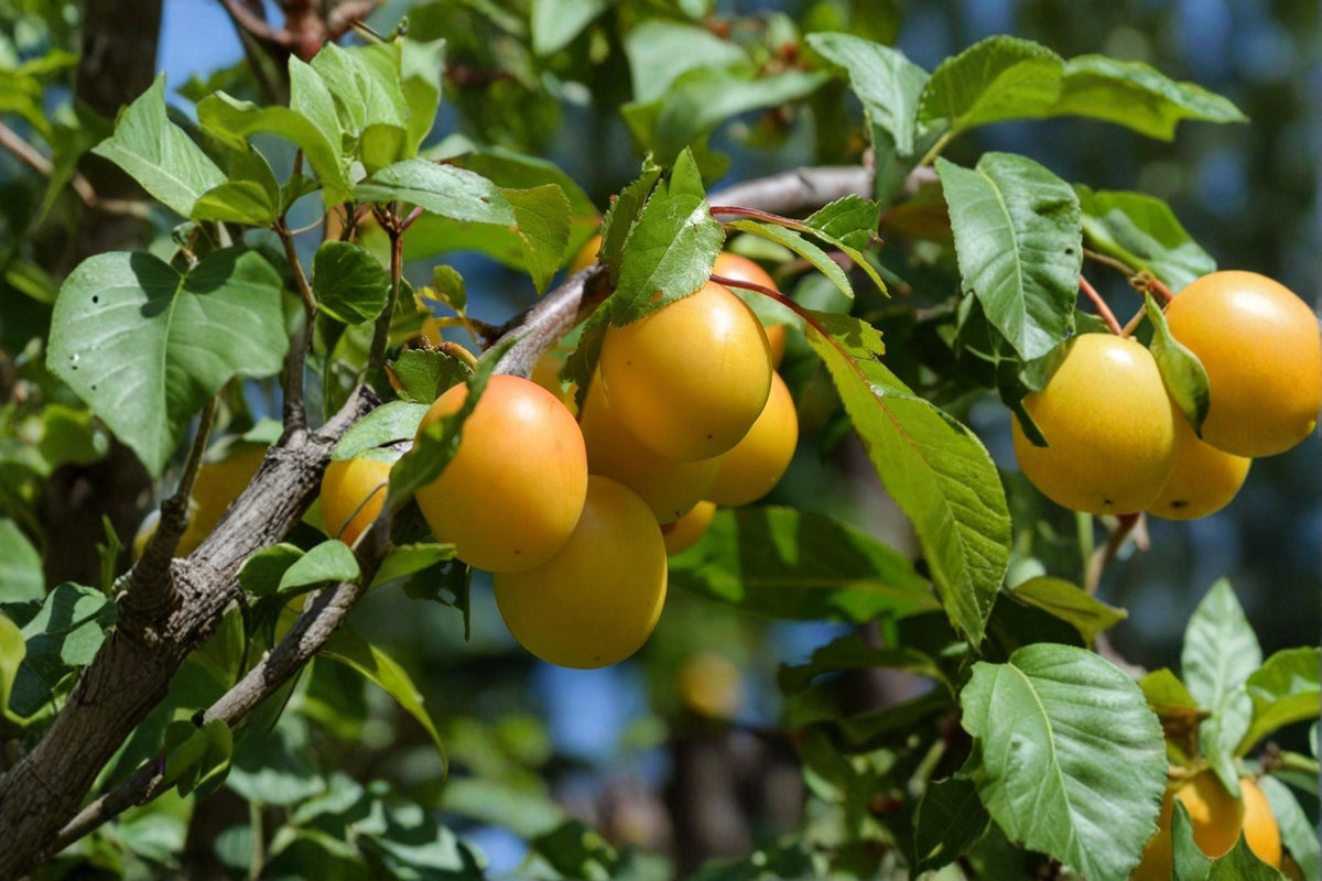 Golden Nectar Plum Cuttings 5+ Inch Prunus salicina Grafting Wood for Home Orchards