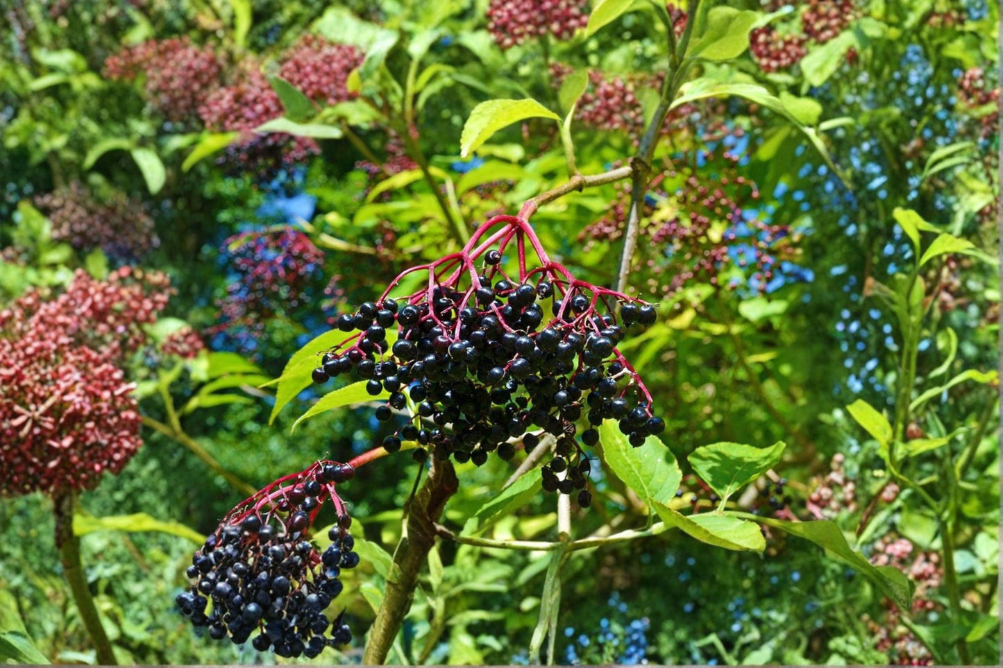 American Elderberry Cuttings - 10 Native Sambucus canadensis Organic Fruiting Shrubs for Garden and Landscape