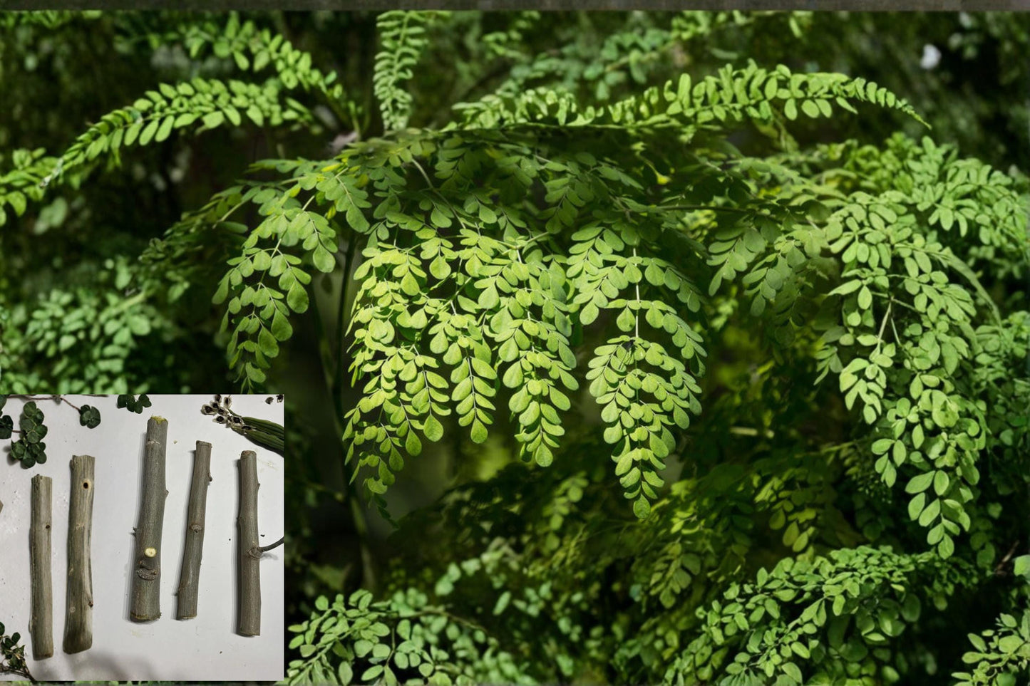 Organic Moringa oleifera Cuttings – 8-10 Inch Drumstick Tree Propagation Material