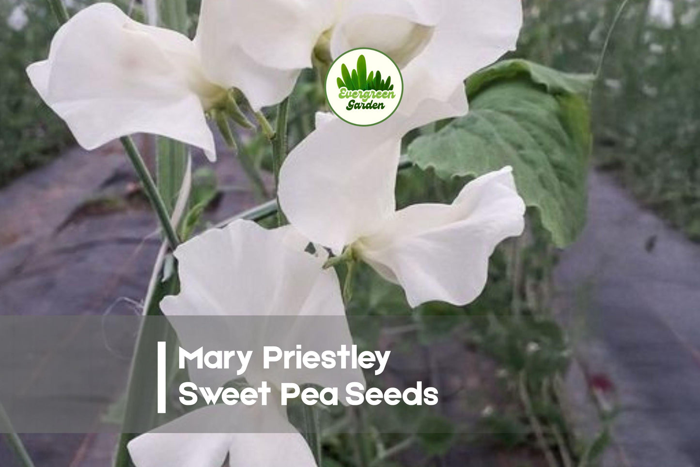 50 Mary Priestley Sweet Pea Seeds, Fragrant Deep Rose Pink Climbing Vine, Lathyrus odoratus, Cool-Weather Flowering Plant