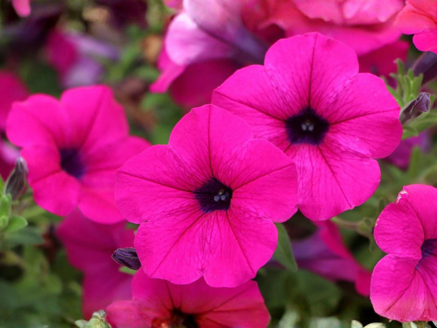 Shanin Wild Petunia Seeds - Heirloom Non-GMO Flower Seeds for Garden Planting - Petunia violacea