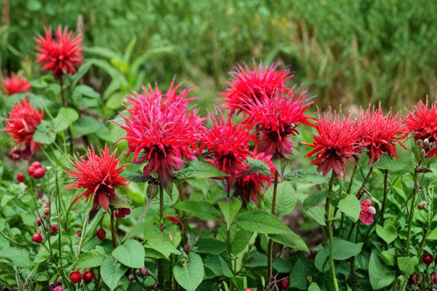 Scarlet Bee Balm Seeds – 10 Non-GMO Perennial Flowers for Hummingbird Gardens – Monarda didyma
