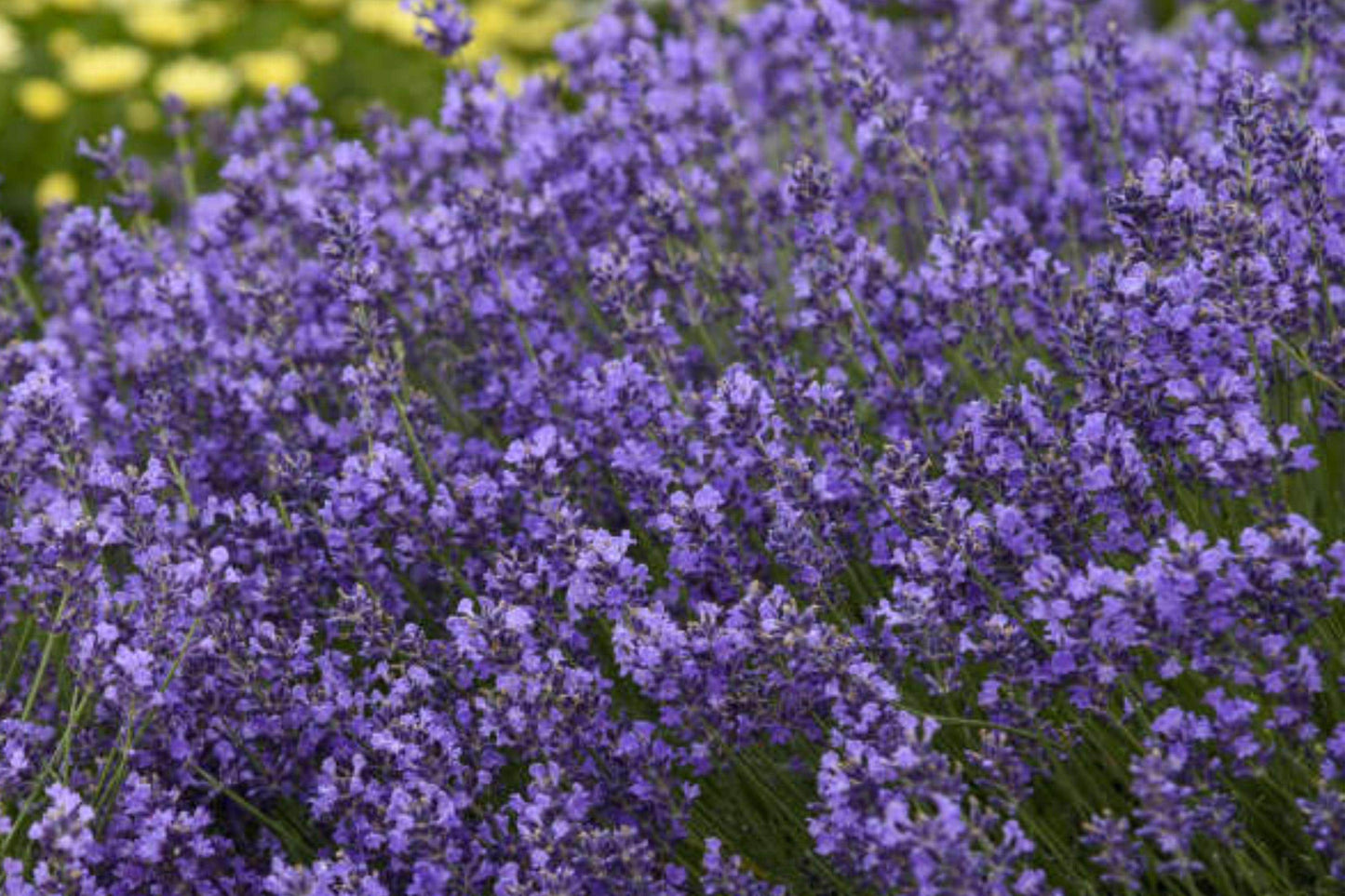 Lavender Seeds - Munstead Lavandula Angustifolia - Heirloom Fragrant Herb for Garden, Pollinator, Container Plant