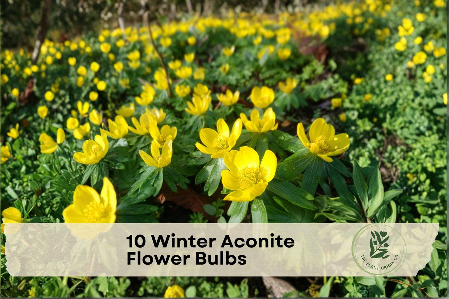 10 Winter Aconite Flower Bulbs – Bright Yellow Early Spring Bloomers, Eranthis cilicica, Hardy Perennial for Garden Borders & Woodland