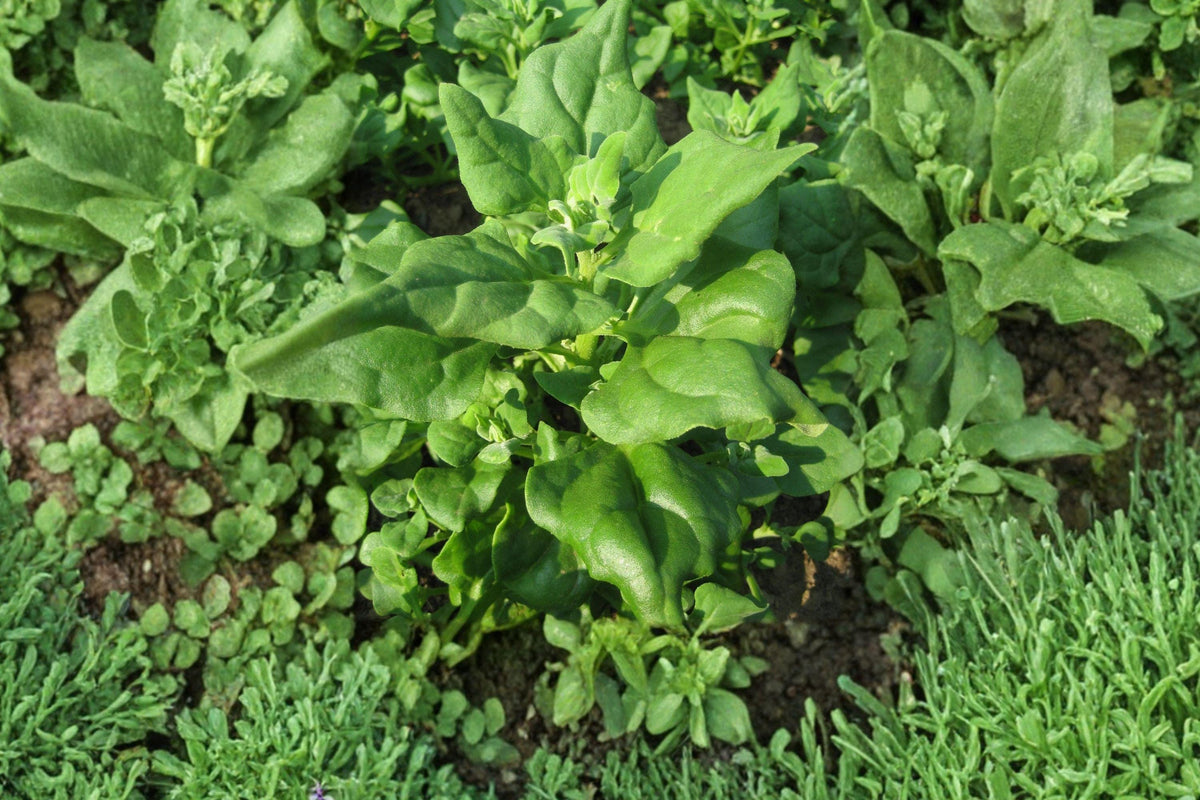 New Zealand Spinach Seeds, Heirloom Summer Vegetable, Fast-Growing Green Leaf, Tetragonia tetragonioides, 100 Seeds