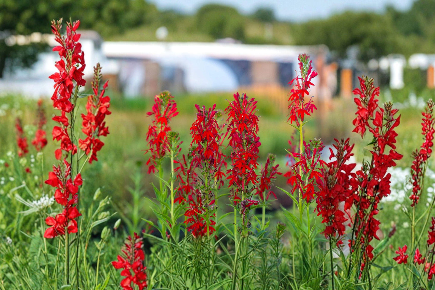 Cardinal Flower Seeds - 300 Native Perennial Wildflower for Hummingbird Gardens - Lobelia cardinalis, Red Flower Spike