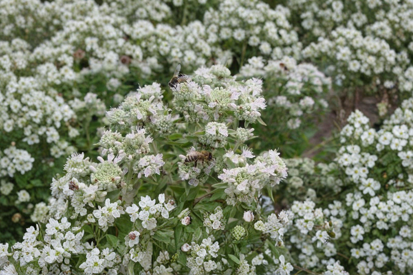 Hairy Mountain Mint Seeds – Native Perennial Herb for Pollinator Gardens, Aromatic Pycnanthemum pilosum, 1000+ Non-GMO Seeds