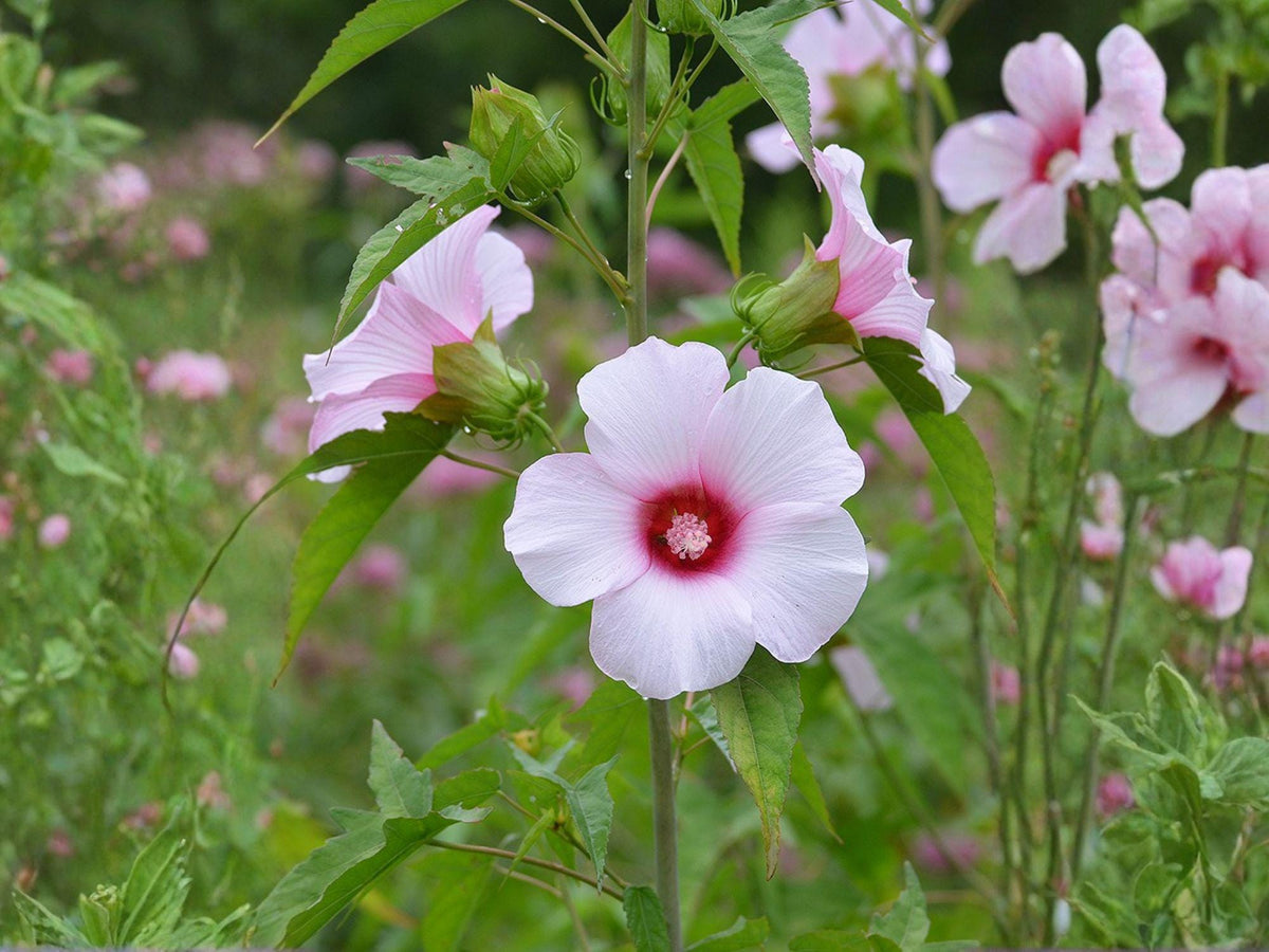 Rose Mallow Seeds - Heirloom Non-GMO Hibiscus militaris Flower Seeds for Pollinator Gardens