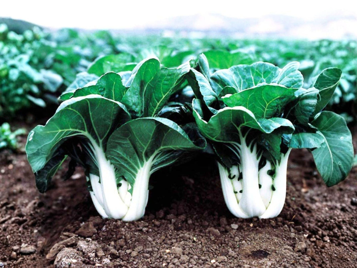 Fun Jen Frilly Leaf Pak Choi Seeds – Hybrid Baby Bok Choy Asian Greens, Brassica rapa subsp. chinensis, Compact, Frilly Leaves, Cool-Season Crop