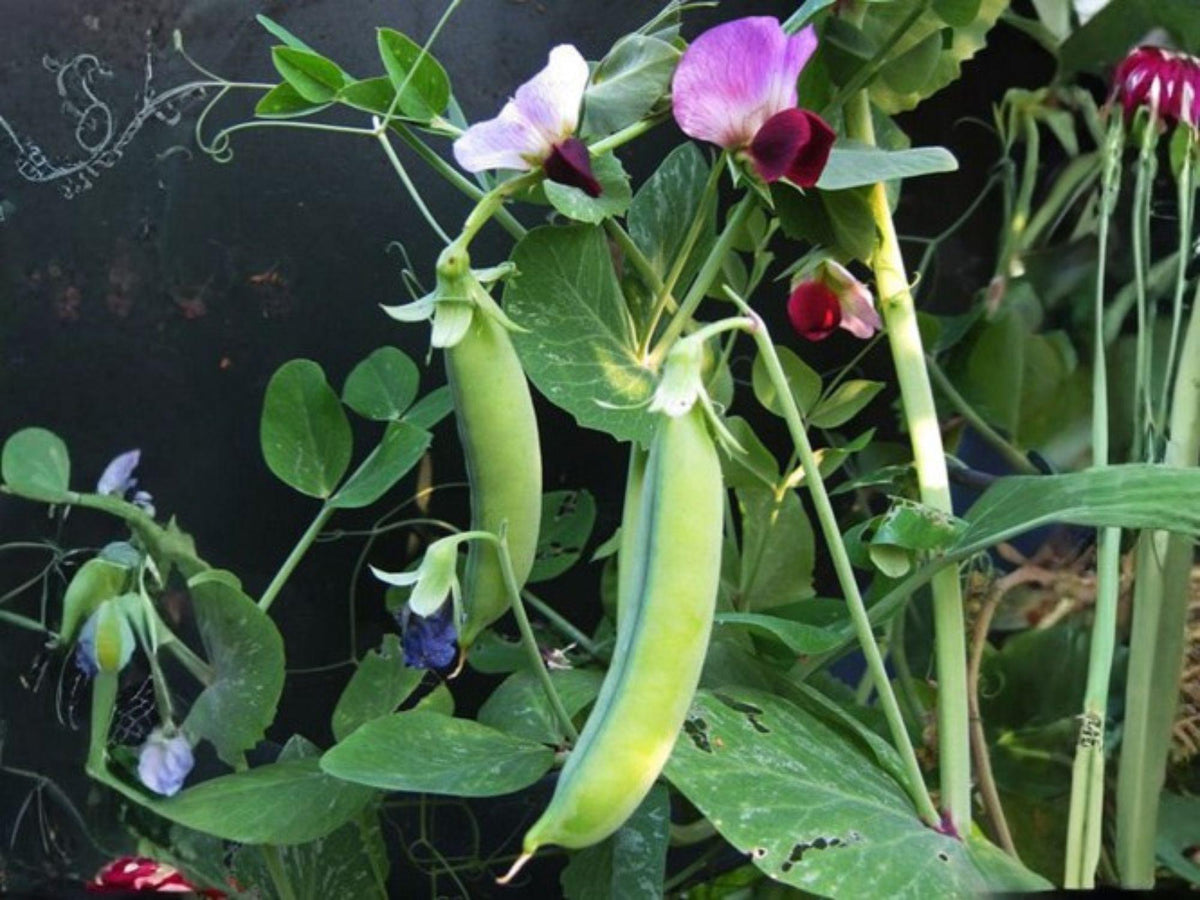 Dwarf Sugar Grey Snow Pea Seeds – Edible Pods, Compact Heirloom Vegetable, Pisum sativum, Cool-Season, 50 Seeds