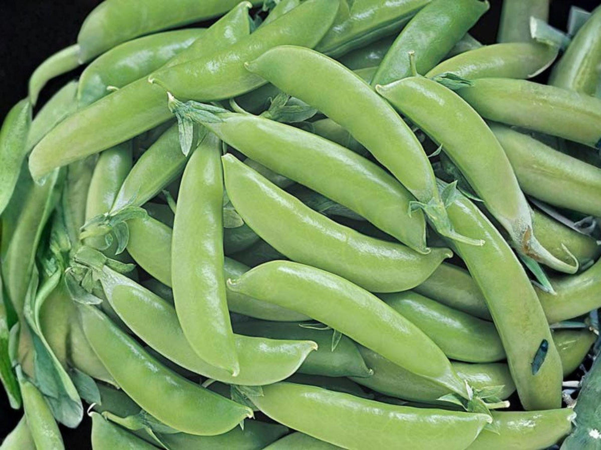 Sugar Snap Pea Seeds – Edible Pod Garden Vegetable Seeds for Climbing Vines, Sweet and Crunchy, 50 Seeds
