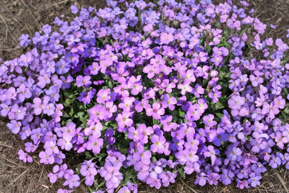 Purple Rockcress Seeds - Aubrieta deltoidea Perennial Ground Cover for Gardens, Borders, Slopes, 300 Seeds