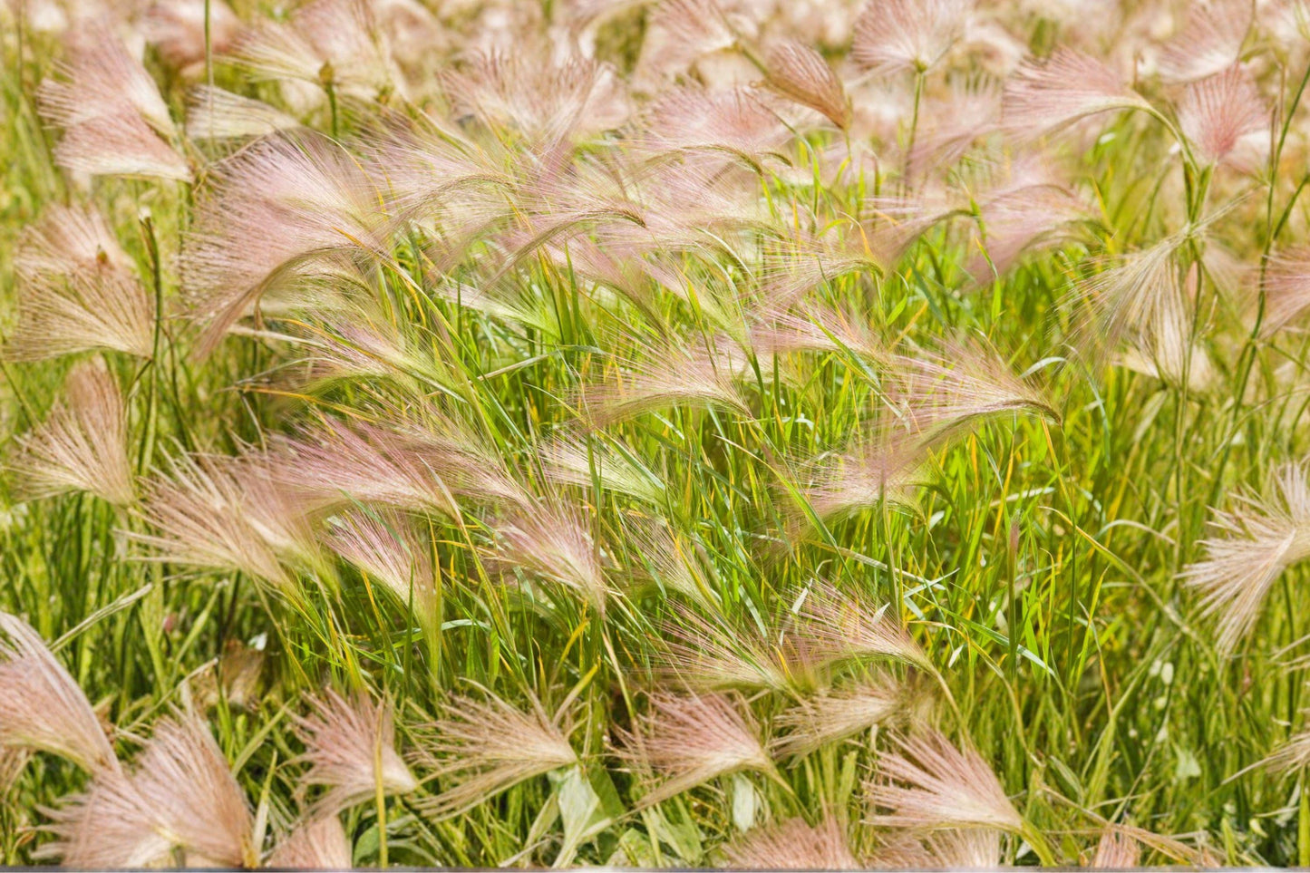 Foxtail Barley Seeds - Ornamental Grass for Prairie Gardens, Dried Arrangements, Hordeum jubatum, Pink Purple Seed Heads, 25 Pack
