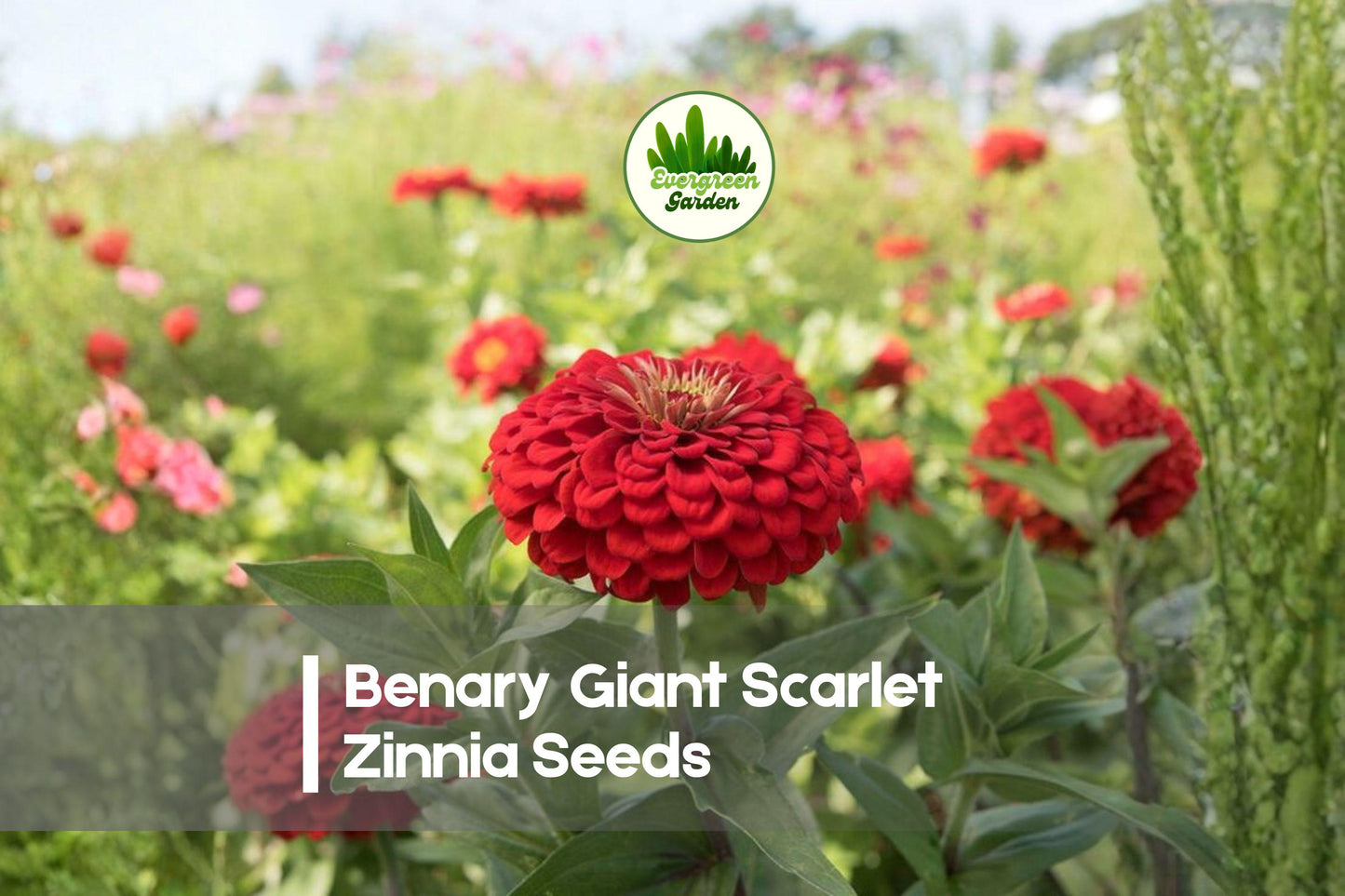 100 Benary Giant Scarlet Zinnia Seeds – Vibrant Red Annual Flowers for Garden Beds, Borders & Cut Flowers, Zinnia elegans