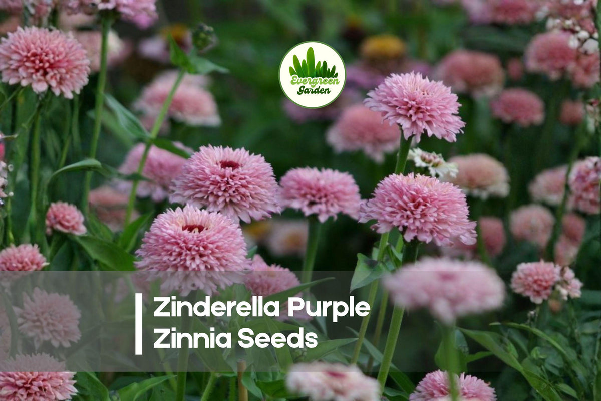 100 Zinderella Purple Zinnia Seeds – Annual Flower Seeds for Borders, Pollinator Gardens, and Cut Flowers, Zinnia elegans