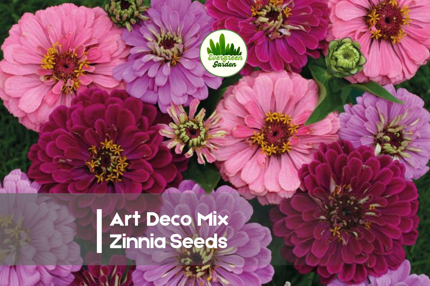 100 Art Deco Mix Zinnia Seeds – Bright Colorful Flowers, Pollinator Friendly, Annual, Zinnia elegans
