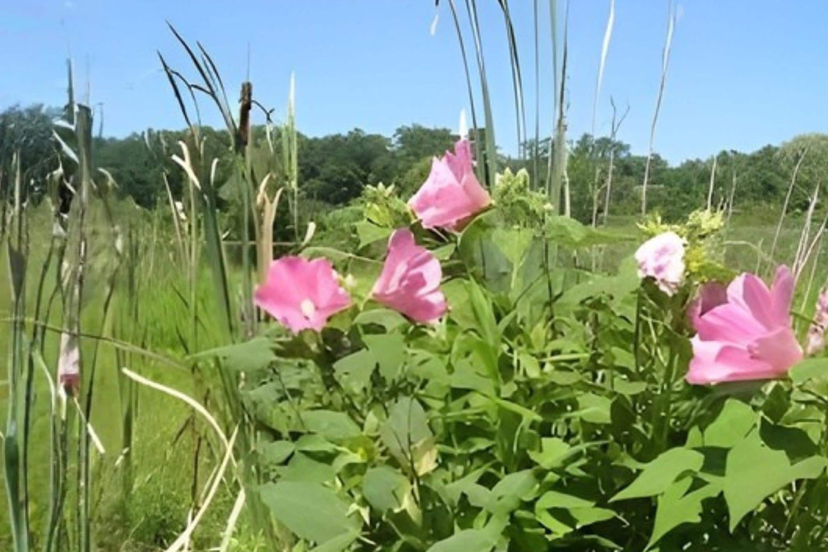 Swamp Rose Mallow Seeds (30) | Native Hibiscus with Pink Blooms | Hibiscus moscheutos for Ponds & Moist Soils