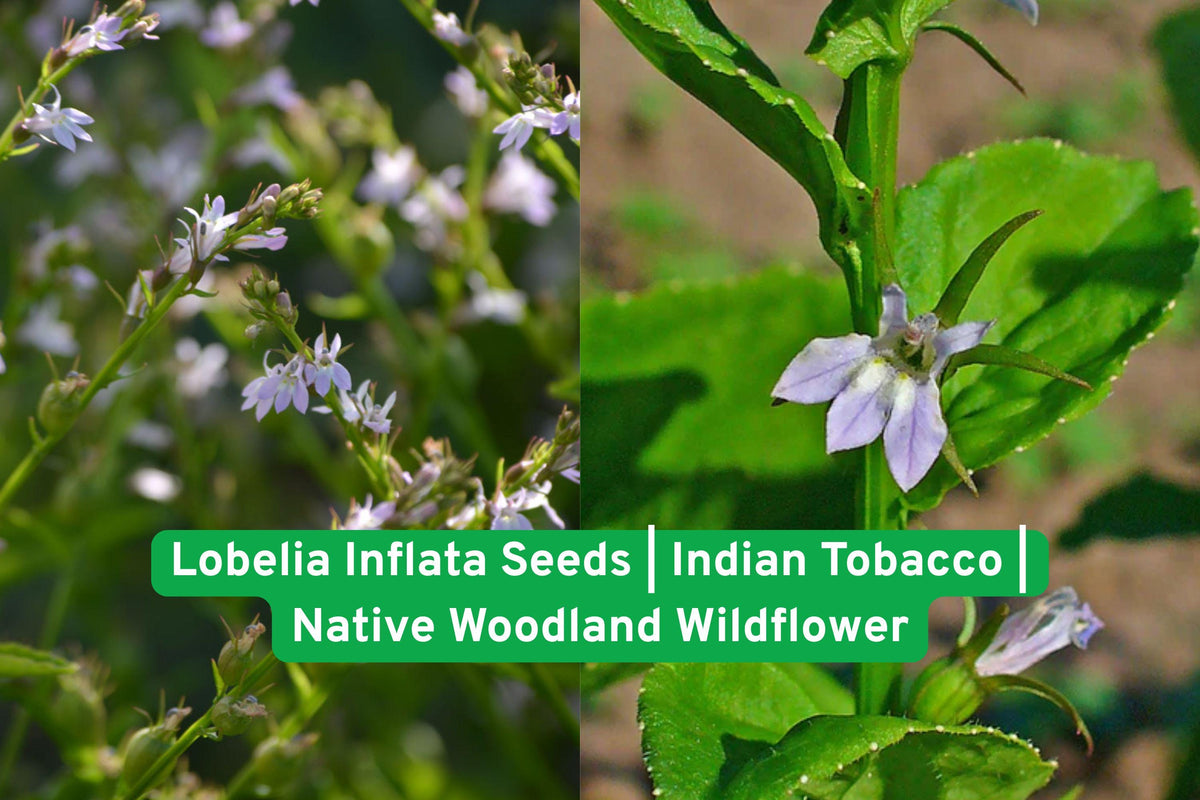 Lobelia Inflata Seeds | Native Wildflower for Meadows & Woodland Edges | Indian Tobacco | Pollinator Friendly Annual Plant