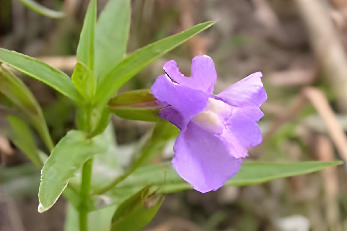 Monkey Flower Seeds (Mimulus ringens) – Native Wildflower for Rain Gardens, Pondsides & Wetlands, Pollinator Attractant, Moisture-Loving Plant
