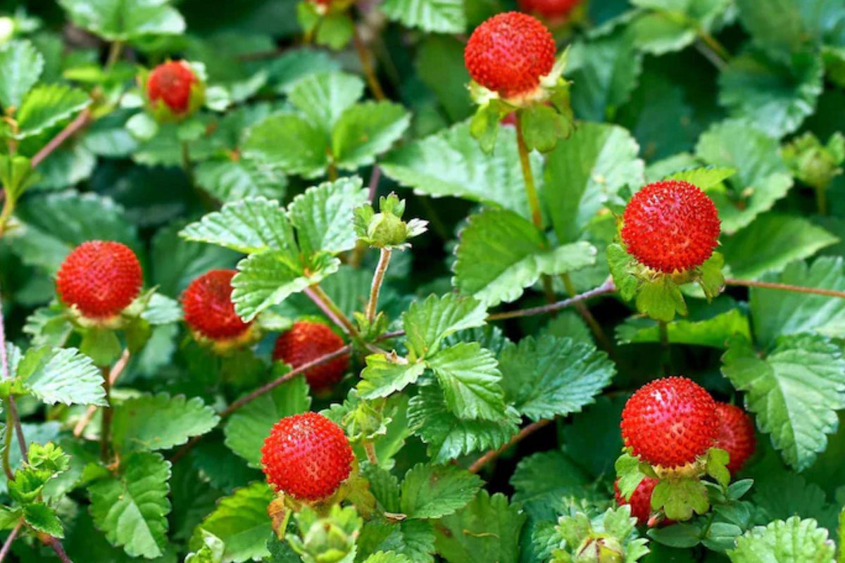 Indian Strawberry Seeds – Duchesnea indica Groundcover Plant, Bright Yellow Flowers, Red Strawberry-Like Fruits, 100 Seeds